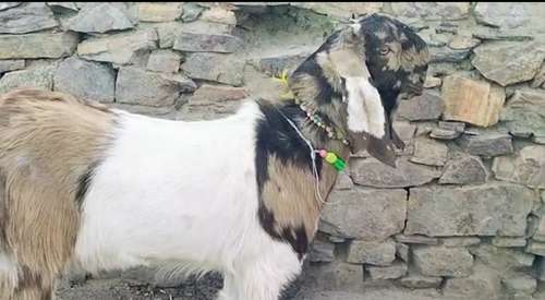 Totapari Goat — photo 6