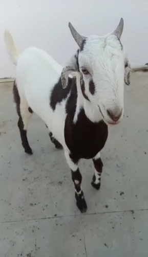 Goat — Desi Goat, Uttar Pradesh, India