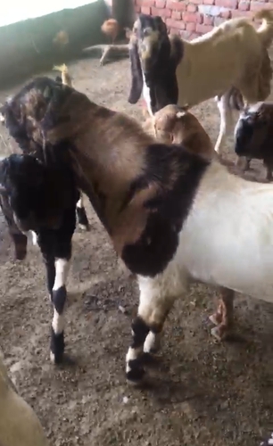 Totapuri Goat — photo 6