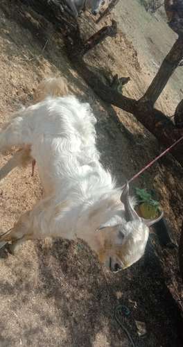  Kashmiri  Cross Goat — photo 2