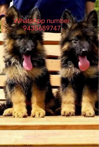 German shepherd Puppy