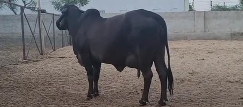 Gir Cow — photo 5