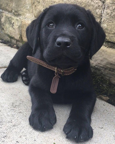 All Breed Available — photo 5