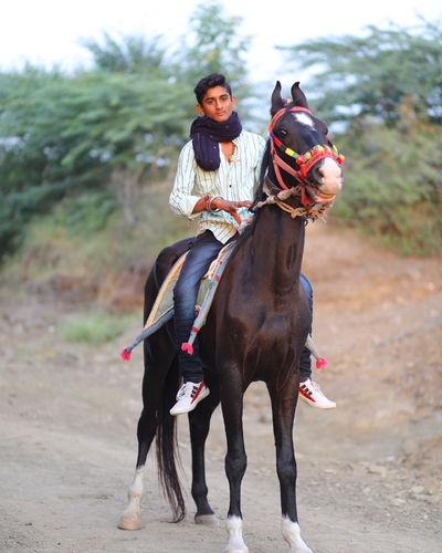 Horse — photo 4