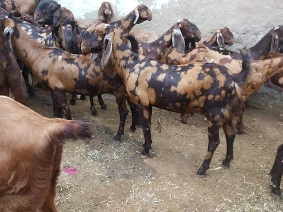 Goat farming — photo 5