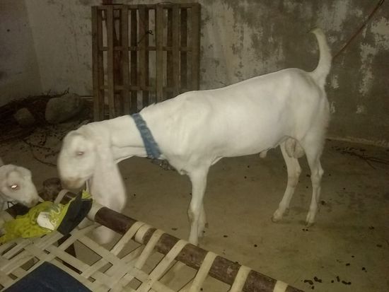 Gulabi — photo 5