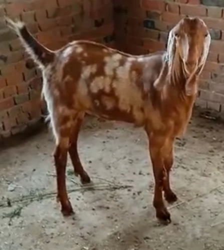 Sirohi goat — photo 6