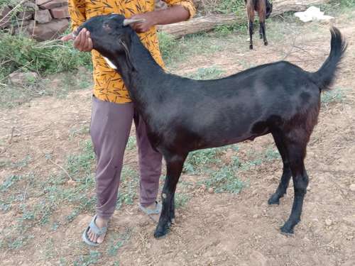 Kota Goat — photo 2