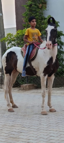 Ablak Horse — photo 3