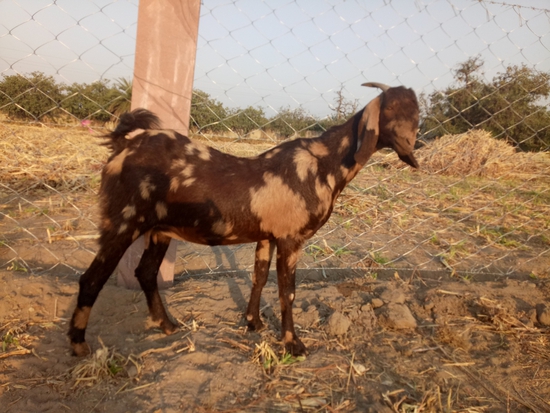Shirohi Female — photo 2