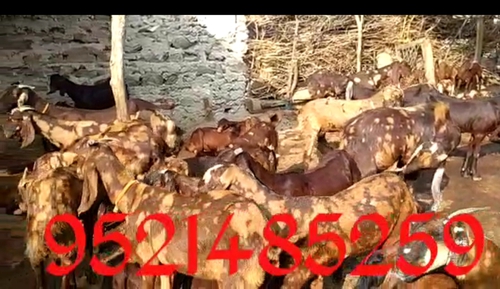 Sirohi Goat