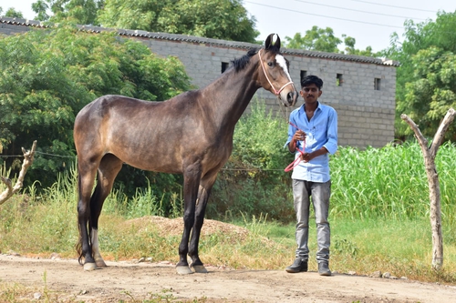 Marwari Mare — photo 4