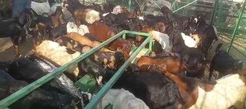 All Breed Goats Available — photo 3