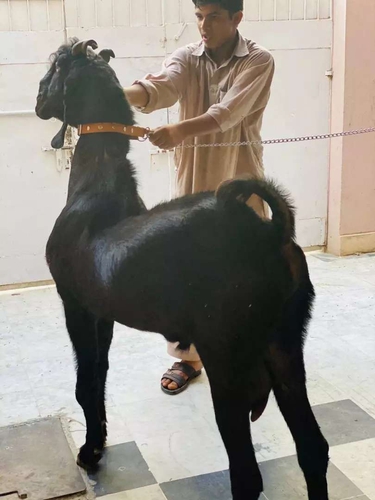 Nachi Goat — photo 2
