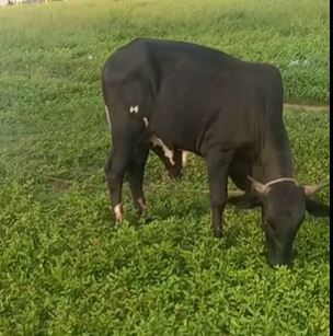 Cow  — photo 3