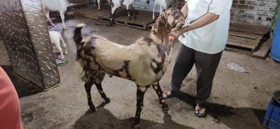 Sirohi Goat — photo 3