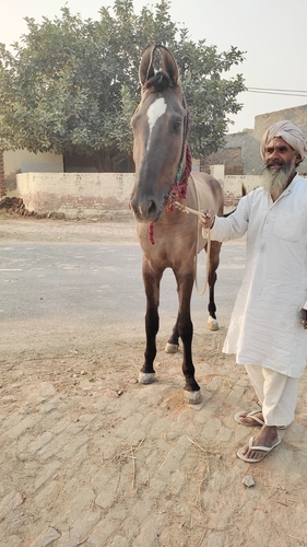Marwari Horse — photo 5