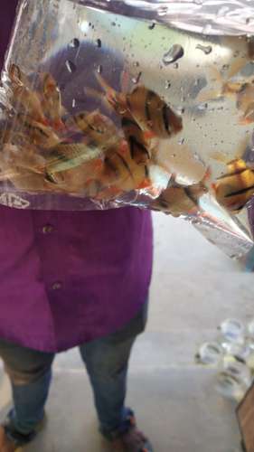 Gold fish,koi carb,tiger shark — photo 2