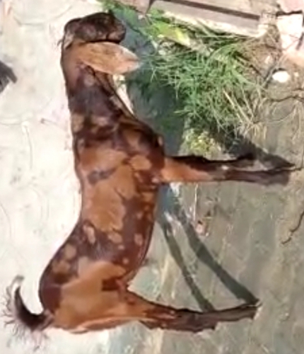Sirohi Goats