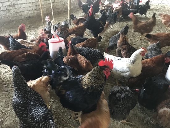 Hen — KUROLIER LAYER HENS, Uttar Pradesh, India