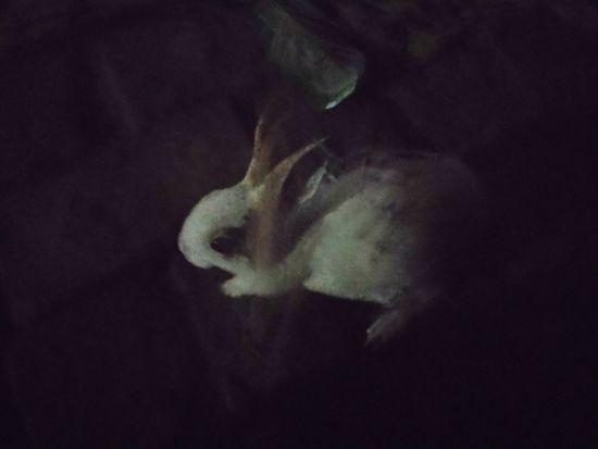 Rabbit baby girl sell — photo 6