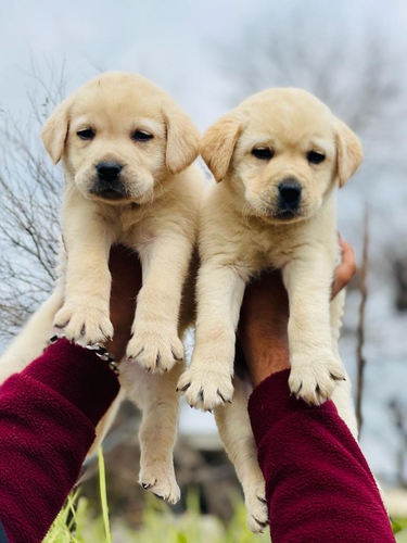 Labrador puppies — photo 3