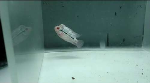 Flowerhorn — photo 2