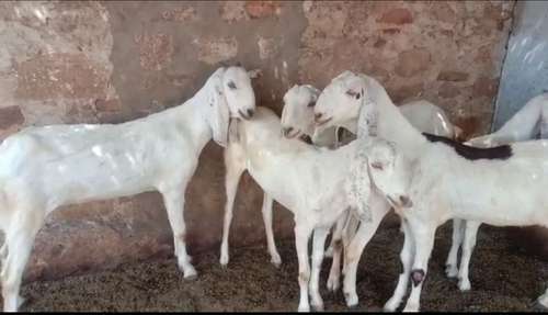 Sojat  Female Goat — photo 5