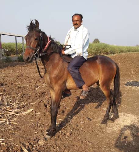Marwadi Horse 🐎 — photo 5