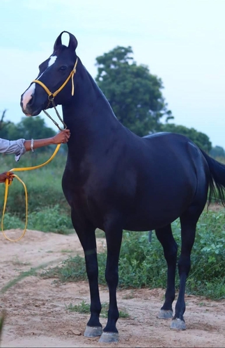 Horse — photo 3