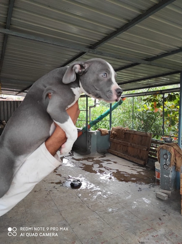Pitbull Puppy — photo 4