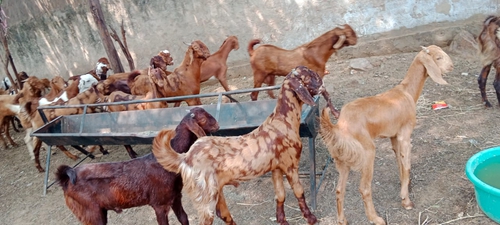All Breed Goats Available