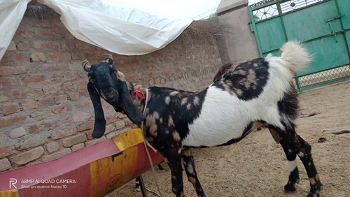 Kamori Goat — photo 4