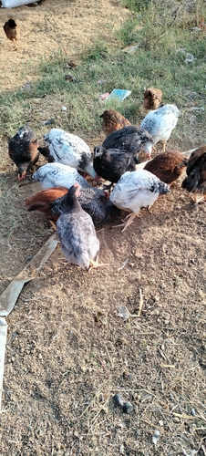 Hen — Kakrel murga, Chhattisgarh, India