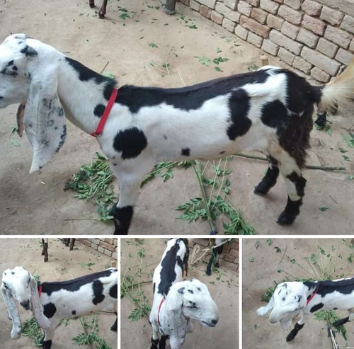 Betal goat
