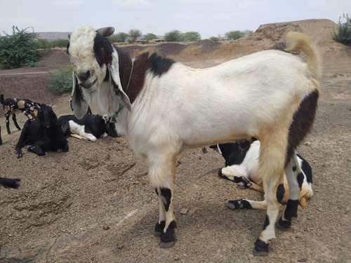 Goat — photo 3