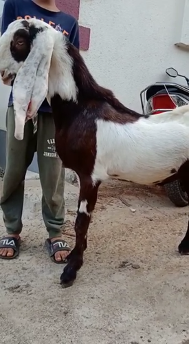 Hyderabadi goat male
