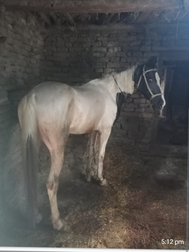 Marwadi horse — photo 2