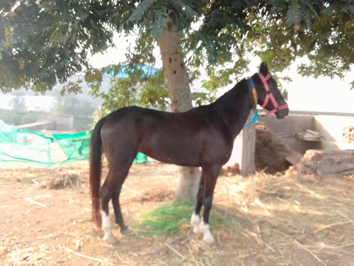 Horse — photo 2