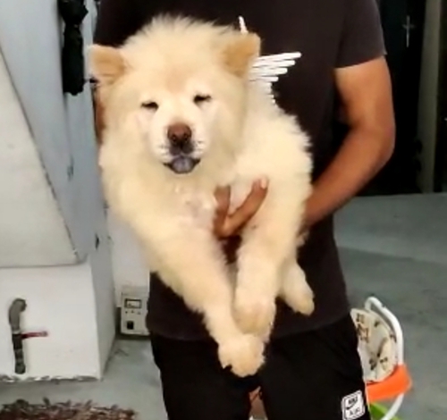 Chow Chow Puppy — photo 2