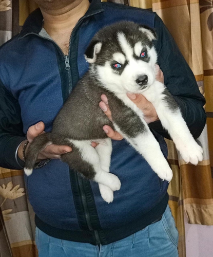 Husky