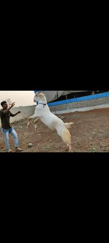 Goat — photo 4