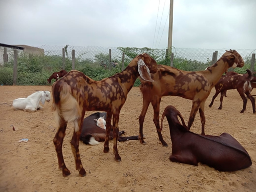 Sirohi Goats — photo 3