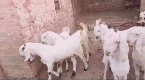Sojat Goat — photo 3