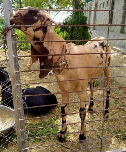 Khasi Goat — photo 2
