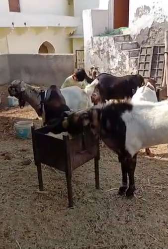All Breed Goat — photo 4