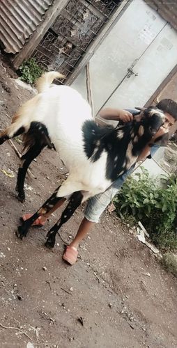 Bakra for sale