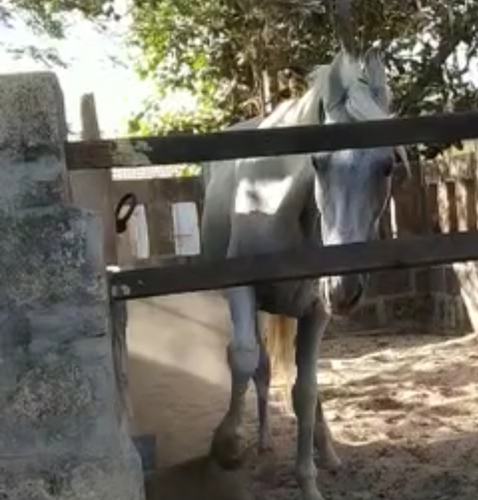 Marwari Female — photo 3