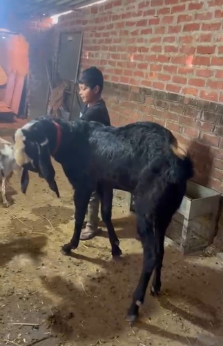 Beetal Goat — photo 6