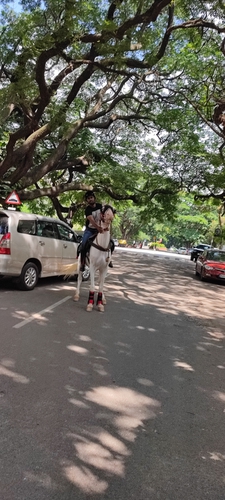Marawadi horse — photo 2